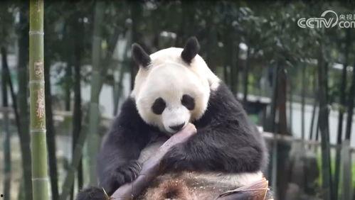 熊猫丫丫最新爆料消息,揭秘幕后真相与精彩瞬间 第2张 熊猫丫丫最新爆料消息,揭秘幕后真相与精彩瞬间 第2张